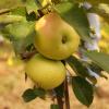 Bild saeulenapfel-goldlane-apfelbaum-hof-jeebel 2_14847.jpg